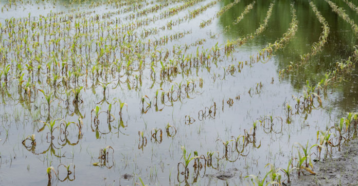 flooded oklahoma corn field