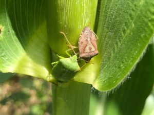 brown and green stink bug