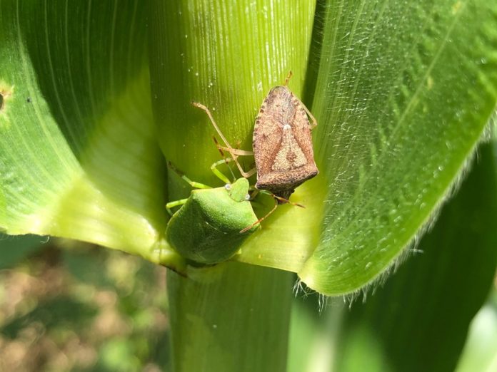 brown and green stink bug
