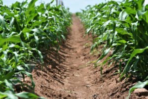 row of corn in breeding trial