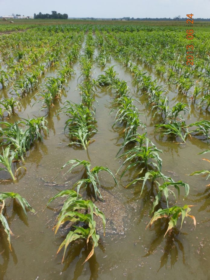 flooded corn field