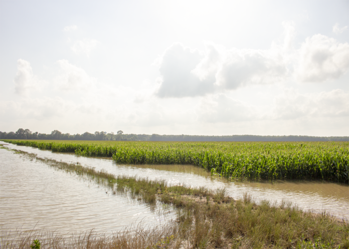 flooded mississippi corn