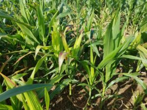 corn stunted by Maize Dwarf Mosaic 