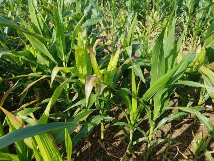 corn stunted by Maize Dwarf Mosaic