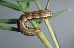 armyworm