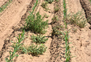 weeds in corn