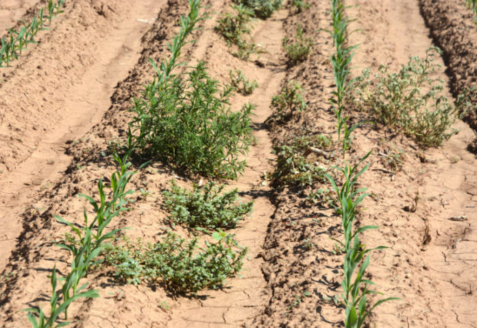 weeds in corn
