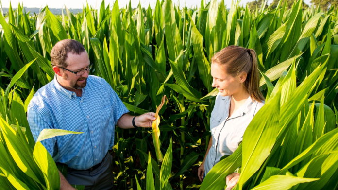 trent roberts in corn