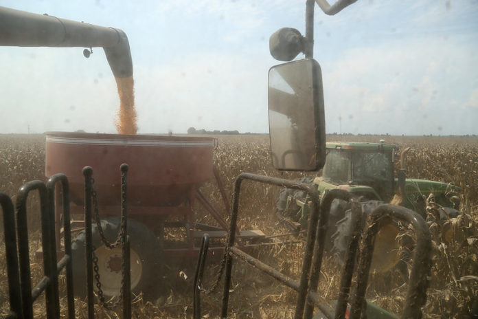 arkansas corn harvest