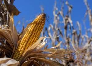 mississippi corn harvest