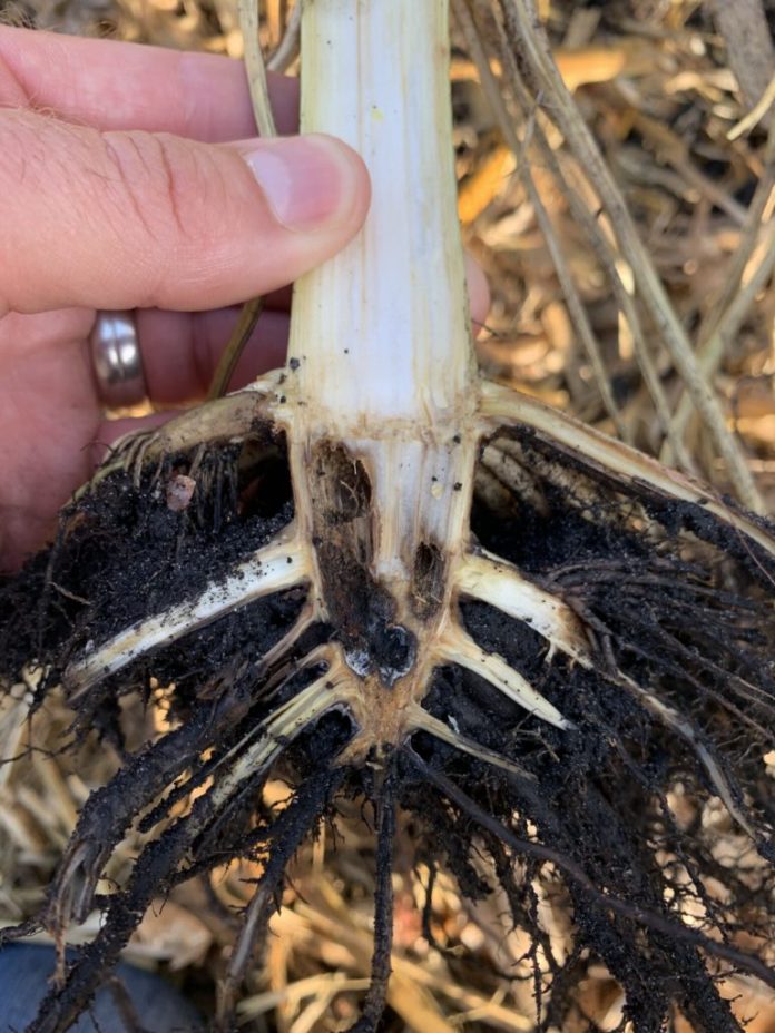 billbug feeding on roots