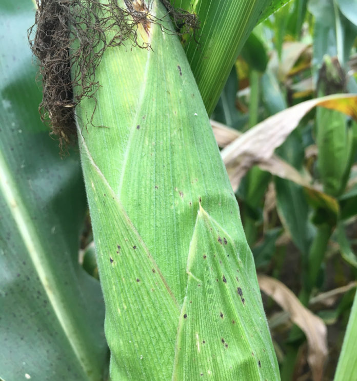 tar spot on corn ear