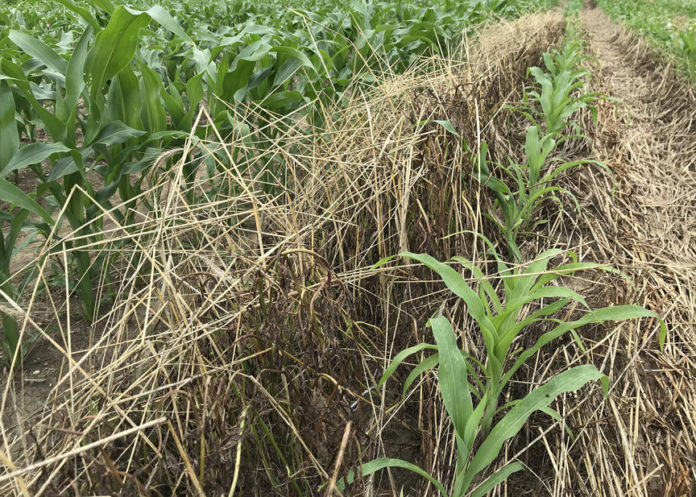 cover crops for corn