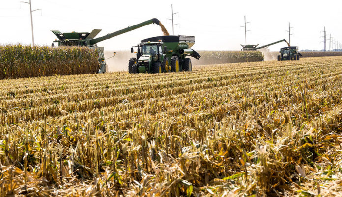 arkansas corn harvest
