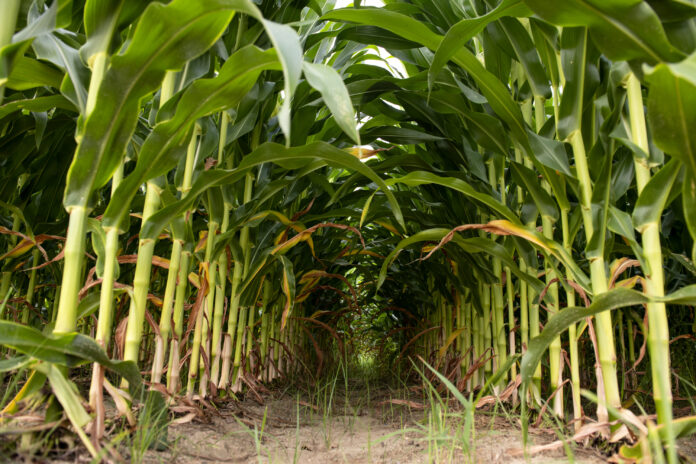 Corn Plots