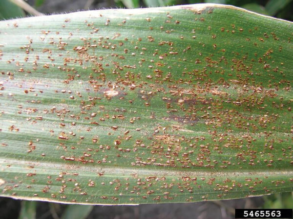 Know The Difference Between Common And Southern Rust - Corn South